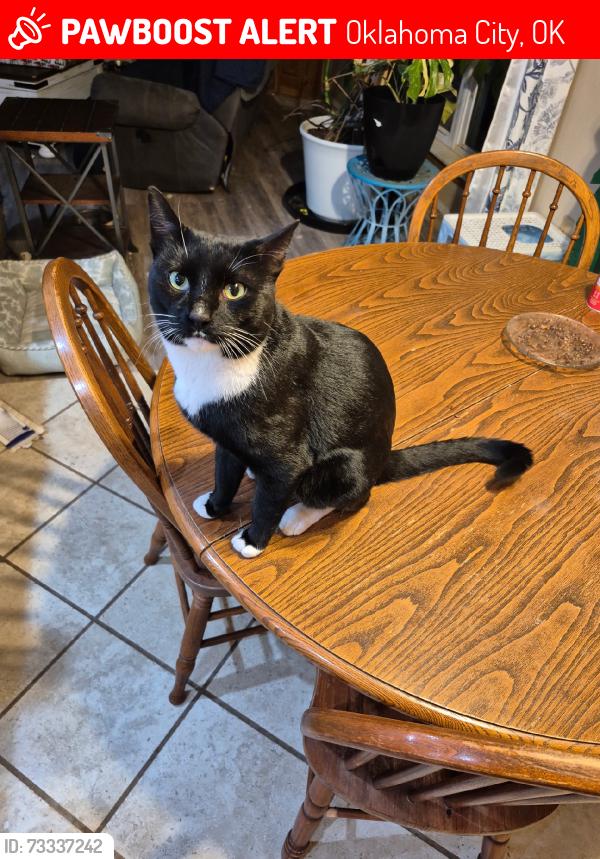Lost Male Cat last seen Springcreek Parkway Cypress, Oklahoma City, OK 73170
