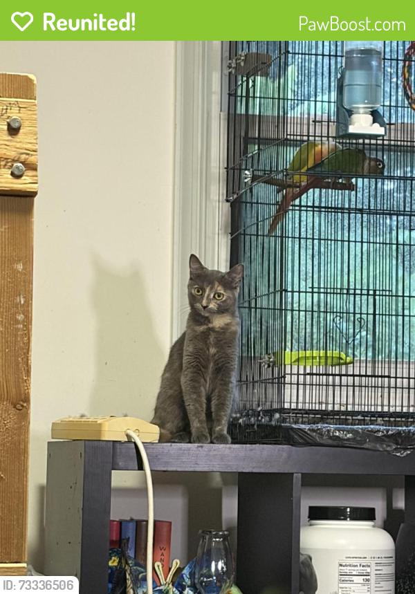 Reunited Female Cat last seen My street, Newport News, VA 23608