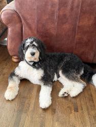 Lost Female Dog last seen Route 15 North, Wharton, NJ 07885