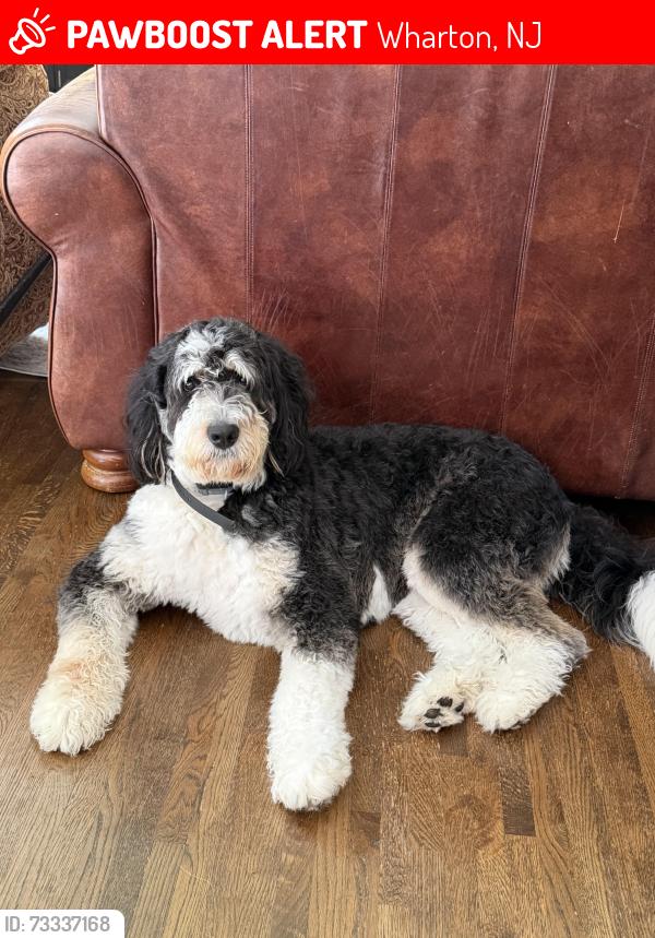 Lost Female Dog last seen Route 15 North, Wharton, NJ 07885