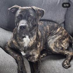 Reunited Male Dog last seen Near Víctor Hill rd, Greer, SC 29651