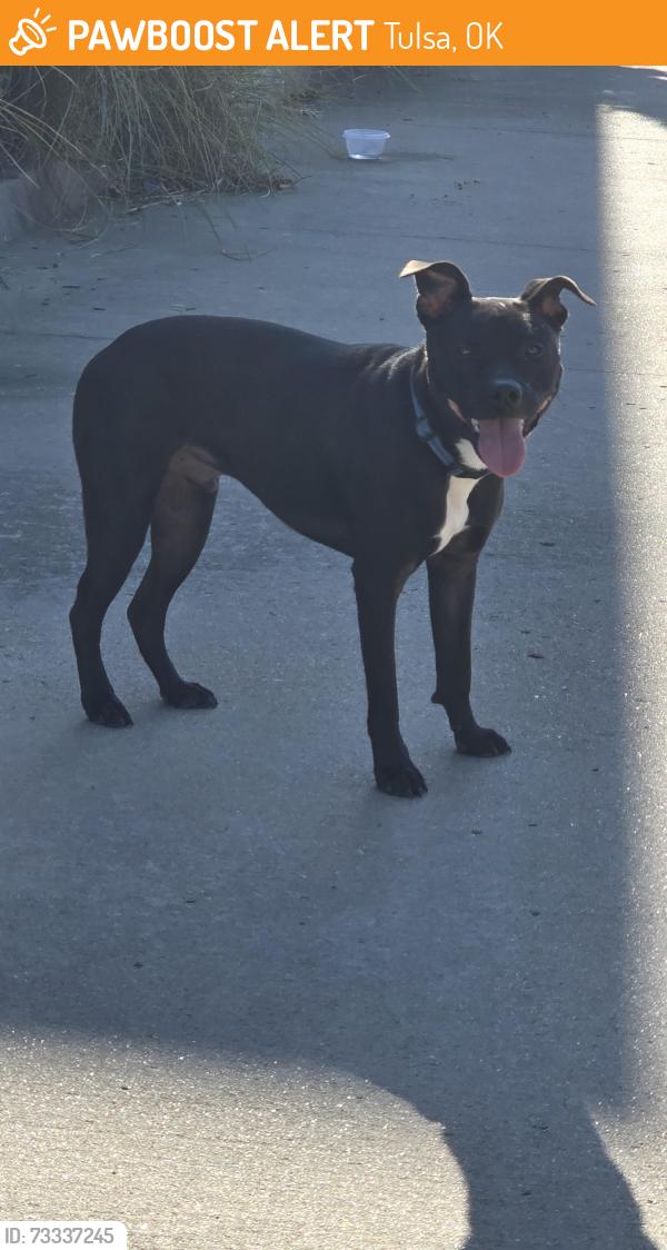 Found/Stray Male Dog last seen 71st Lewis, Tulsa, OK 74136