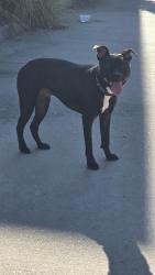 Found/Stray Male Dog last seen 71st Lewis, Tulsa, OK 74136