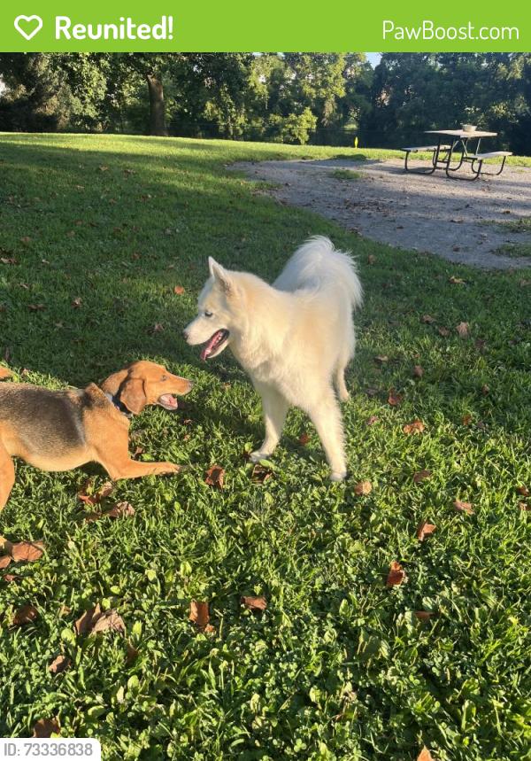 Reunited Male Dog last seen Richboro Newtown rd, Newtown, PA 18940