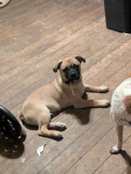 Lost Male Dog last seen Desert Wren and Sandario, Tucson, AZ 85743
