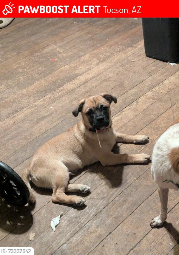 Lost Male Dog last seen Desert Wren and Sandario, Tucson, AZ 85743