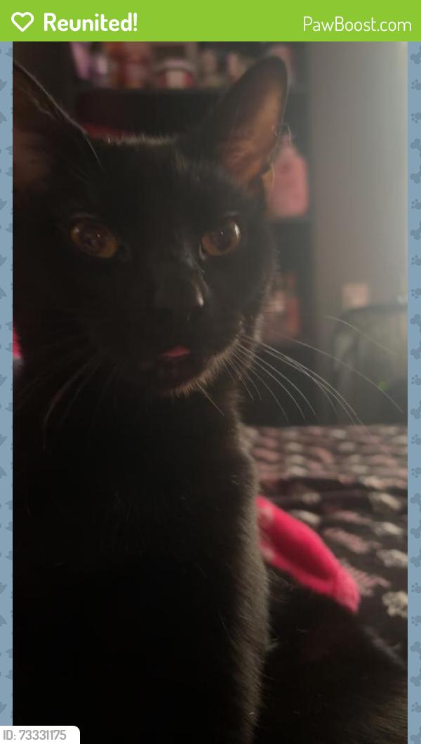 Reunited Male Cat last seen saddlebrook trails, Beasley, TX 77417