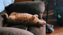 Lost Male Cat last seen 1/2 mile east of Hayes rd off schaeffer, North Plains Township, MI 48860