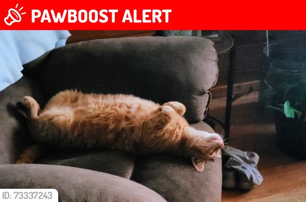 Lost Male Cat last seen 1/2 mile east of Hayes rd off schaeffer, North Plains Township, MI 48860