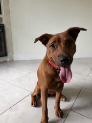Found/Stray Female Dog last seen Along the sims bayou, Houston, TX 77087