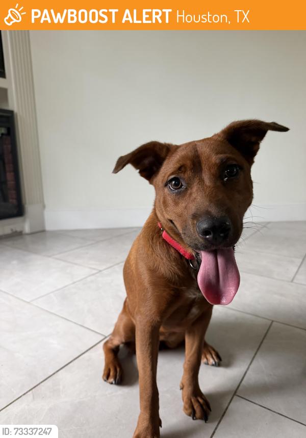 Found/Stray Female Dog last seen Along the sims bayou, Houston, TX 77087
