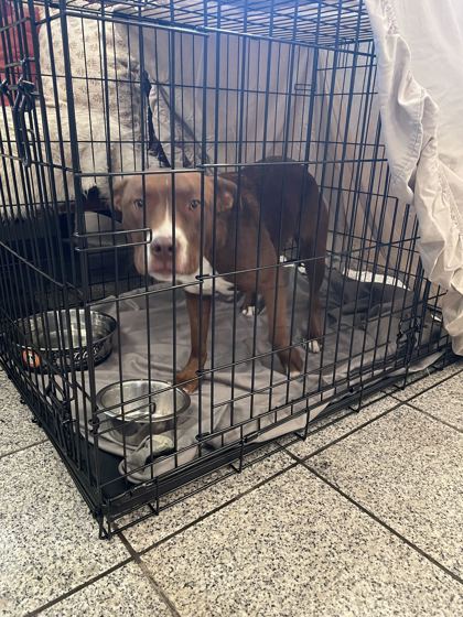 Shelter Stray Female Dog last seen 47th & courtland, Oakland, CA, 1101 29th Ave, Oakland, CA 94601, USA