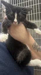 Shelter Stray Male Cat last seen Near Weslock Cir, Decatur, GA 30034, 30034, GA, 3280 Chamblee Dunwoody Rd, Chamblee, GA 30341, USA