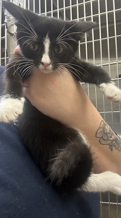 Shelter Stray Male Cat last seen Near Weslock Cir, Decatur, GA 30034, 30034, GA, 3280 Chamblee Dunwoody Rd, Chamblee, GA 30341, USA
