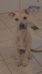 Reunited Female Dog last seen Near Víctor Hill rd, Greer, SC 29651
