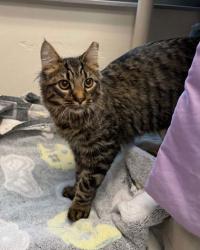 Shelter Stray Male Cat last seen Near Parkwood Ave, 21217, MD, 2490 Giles Rd, Baltimore, MD 21225, USA