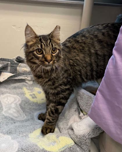 Shelter Stray Male Cat last seen Near Parkwood Ave, 21217, MD, 2490 Giles Rd, Baltimore, MD 21225, USA