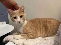 Shelter Stray Male Cat last seen Near Parkwood Ave, 21217, MD, 2490 Giles Rd, Baltimore, MD 21225, USA