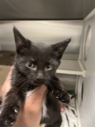 Shelter Stray Male Cat last seen Near Annabel, 21225, MD, 2490 Giles Rd, Baltimore, MD 21225, USA