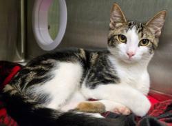 Shelter Stray Male Cat last seen Near Old Hwy 80, Longview, City of, TX, 303 H G Mosley Pkwy, Longview, TX 75604, USA