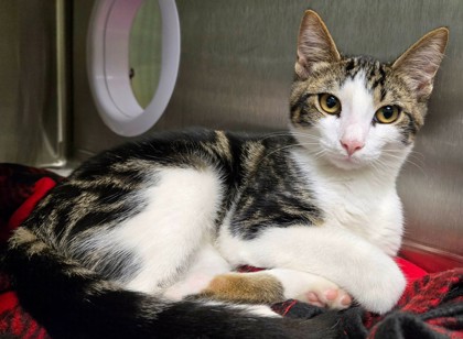 Shelter Stray Male Cat last seen Near Old Hwy 80, Longview, City of, TX, 303 H G Mosley Pkwy, Longview, TX 75604, USA