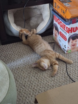 Shelter Stray Male Cat last seen N. Military Rd., Dane, Town of, WI, 5132 Voges Rd, Madison, WI 53718, USA