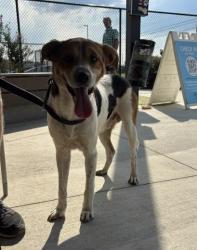 Shelter Stray Male Dog last seen Near Decker Ave SW, Atlanta, GA, 1251 Fulton Industrial Blvd NW, Atlanta, GA 30336, USA