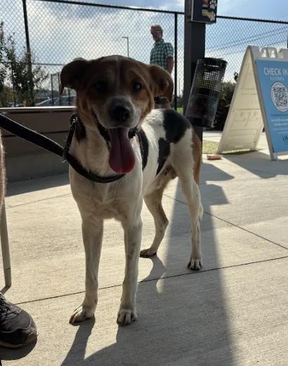 Shelter Stray Male Dog last seen Near Decker Ave SW, Atlanta, GA, 1251 Fulton Industrial Blvd NW, Atlanta, GA 30336, USA