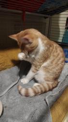 Lost Male Cat last seen Bayview and Sheffield, Lansing, MI 48911