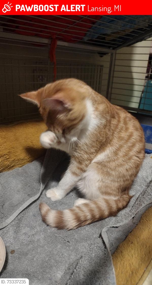 Lost Male Cat last seen Bayview and Sheffield, Lansing, MI 48911