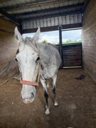 Shelter Stray Female Horse last seen RICHMOND ST/ LOUISVILLE AVE, 70714, LA, 2550 Gourrier Ave, Baton Rouge, LA 70820, USA