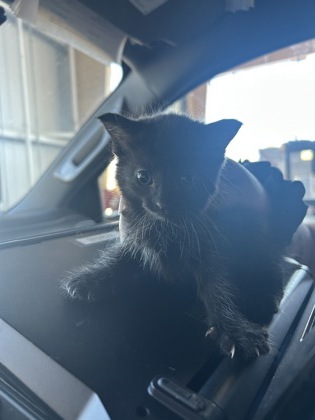 Shelter Stray Female Cat last seen Near DONNELLY AVE, West District, TX, 355 Hillshire Dr, Haslet, TX 76052, USA