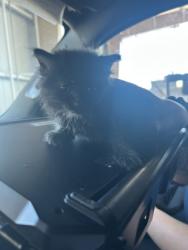 Shelter Stray Female Cat last seen Near DONNELLY AVE, West District, TX, 355 Hillshire Dr, Haslet, TX 76052, USA