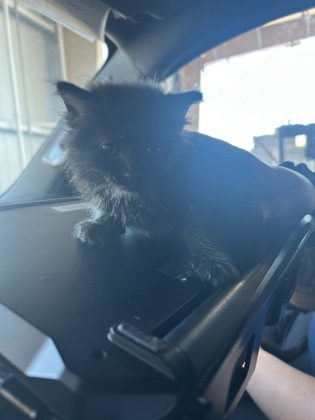 Shelter Stray Female Cat last seen Near DONNELLY AVE, West District, TX, 355 Hillshire Dr, Haslet, TX 76052, USA