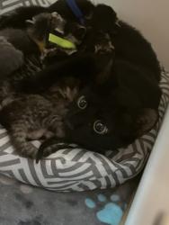Shelter Stray Female Cat last seen Near Riverwalk Way N, HC Strays by Out of County Residents, IN, 10501 Hague Rd, Fishers, IN 46038, USA
