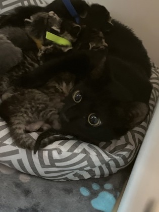 Shelter Stray Female Cat last seen Near Riverwalk Way N, HC Strays by Out of County Residents, IN, 10501 Hague Rd, Fishers, IN 46038, USA
