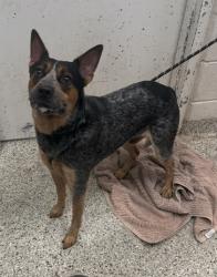 Shelter Stray Male Dog last seen E 63rd Trfy & Blue Pkwy W, 64133, 64133, MO, 7077 Elmwood Ave, Kansas City, MO 64132, USA