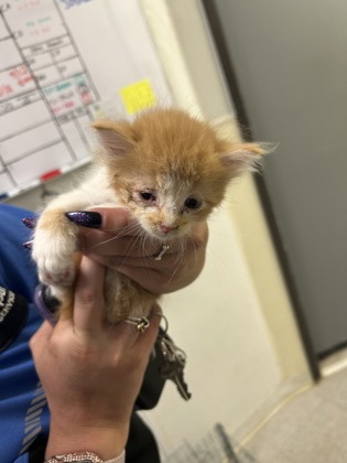 Shelter Stray Female Cat last seen Near Block Of Cheltenham, EVERMAN, TX, 3961 Bluebell Dr, Everman, TX 76140, USA