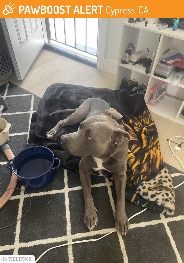 Found/Stray Male Dog last seen Long Beach Blvd, Cypress, CA 90630