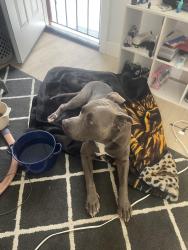 Found/Stray Male Dog last seen Long Beach Blvd, Cypress, CA 90630
