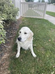 Reunited Female Dog last seen Verona Drive in Bridgetower neighborhood, Meridian, ID 83646