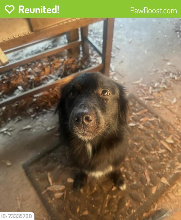 Reunited Female Dog last seen Dalraida Place, Montgomery, AL 36109