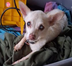 Lost Female Dog last seen Oakland Avenue, Morganton, NC 28655
