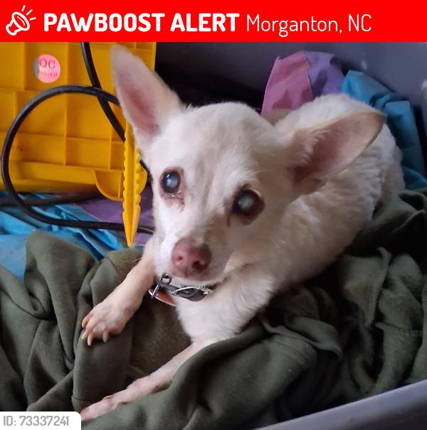Lost Female Dog last seen Oakland Avenue, Morganton, NC 28655