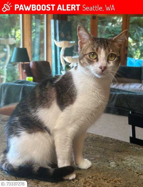 Lost Female Cat last seen Near 41st ave NE, Seattle, WA 98125
