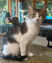 Lost Female Cat last seen Near 41st ave NE, Seattle, WA 98125