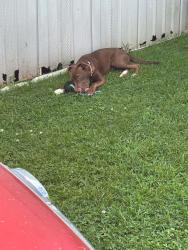 Lost Female Dog last seen Near lower brush creek rd, Fletcher, NC 28732