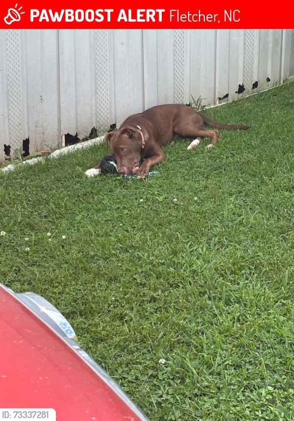 Lost Female Dog last seen Near lower brush creek rd, Fletcher, NC 28732