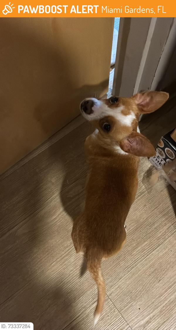 Found/Stray Male Dog last seen In st Thomas university, Miami Gardens, FL 33054