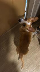 Found/Stray Male Dog last seen In st Thomas university, Miami Gardens, FL 33054